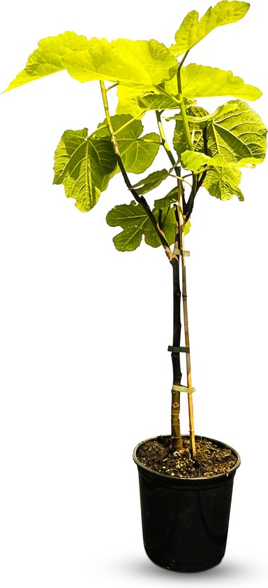 Sunnytree - Vijgenboom - Boom - Ficus Carica - Zoete eetbare Vijg - Fruitboom - Winterhard tot -18