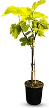 Sunny Tree - Vijgenboom - Boom - Ficus Carica - Zoete eetbare Vijg - Fruitboom - Winterhard tot -18