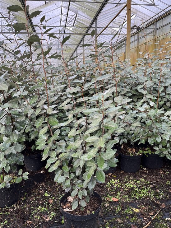 5x Elaeagnus Ebbingei Compacta Olijfwilg 60 80cm Bol 5x-elaeagnus-ebbingei-compacta-olijfwilg-60-80cm-bol