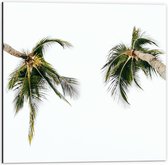 WallClassics - Dibond - Onderaanzicht van Twee Tropische Palmbomen - 50x50 cm Foto op Aluminium (Wanddecoratie van metaal)