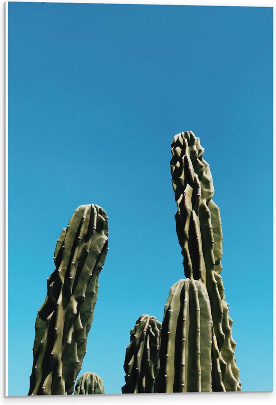 WallClassics - PVC Schuimplaat- Toppen van Cactussen tegen Blauwe Lucht - 40x60 cm Foto op PVC Schuimplaat