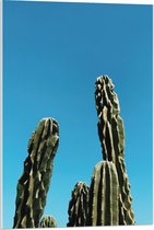 WallClassics - Acrylglas - Toppen van Cactussen tegen Blauwe Lucht - 60x90 cm Foto op Acrylglas (Wanddecoratie op Acrylaat)