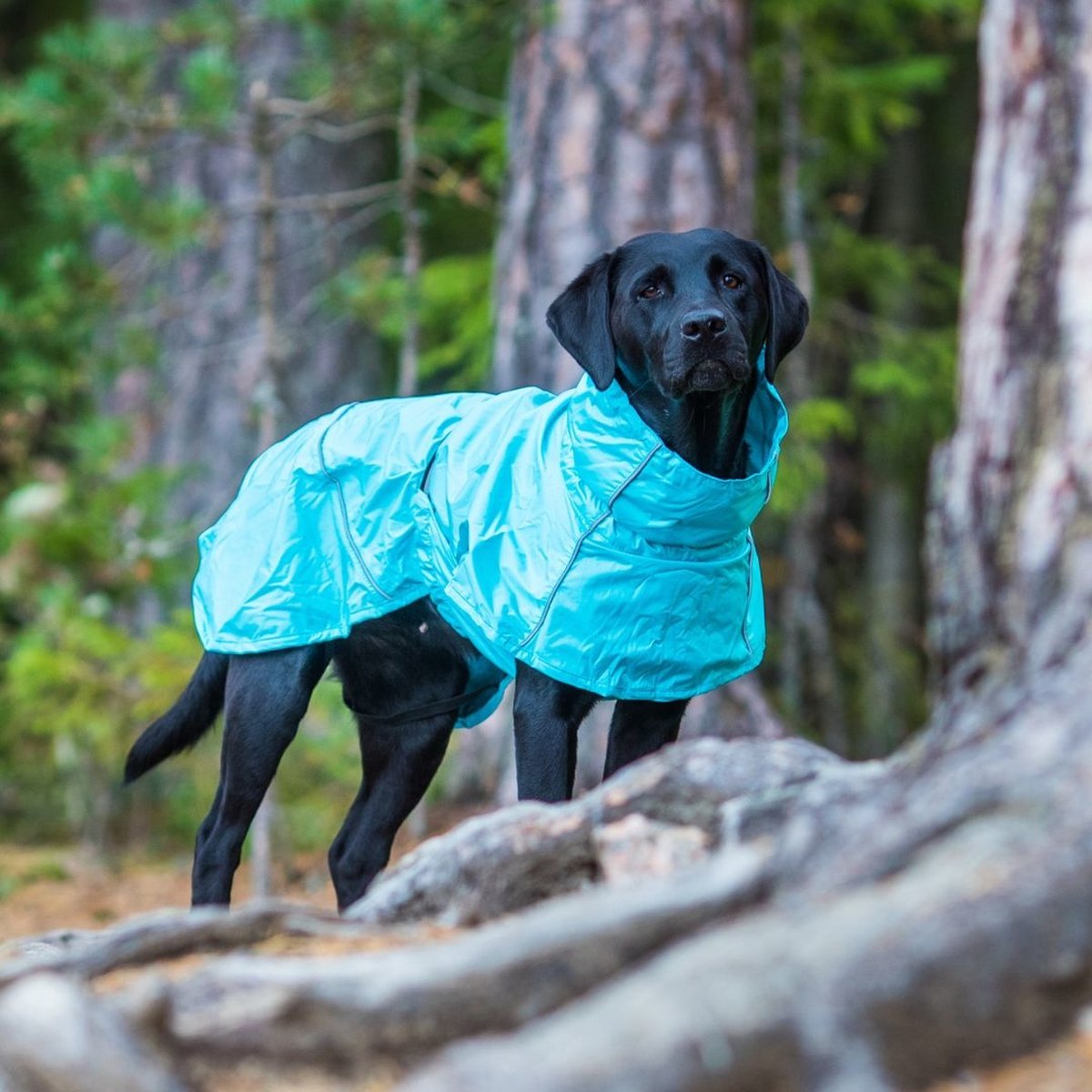 Kuoser Dog Rain Jacket, S Waterproof Dog