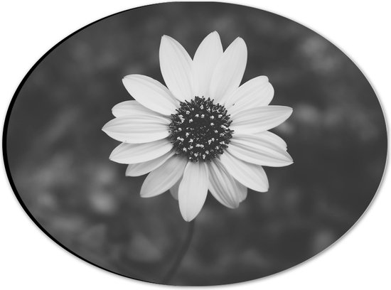 WallClassics - Dibond Ovaal - Bovenaanzicht van Lichte Bloem (zwart/ wit) - 28x21 cm Foto op Ovaal (Met Ophangsysteem)