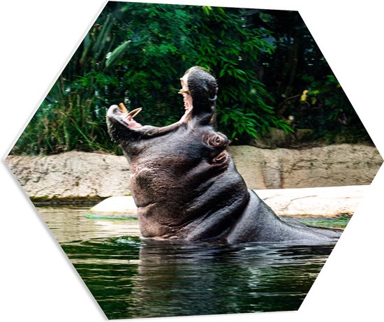 WallClassics - PVC Schuimplaat Hexagon - Nijlpaard in Water met open Bek - 70x60.9 cm Foto op Hexagon (Met Ophangsysteem)