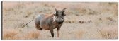 Dibond - Aankijkend Zwijn in Droog Afrikaans Landschap - 60x20 cm Foto op Aluminium (Wanddecoratie van metaal)