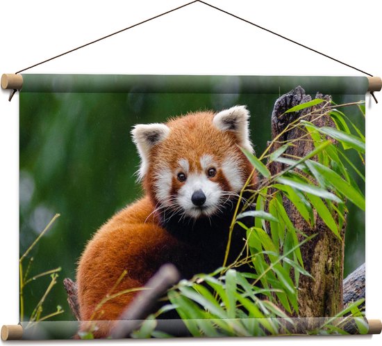 Textielposter - Aandoenlijke Rode Panda op Boomstam met Groene Planten - 60x40 cm Foto op Textiel