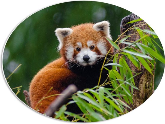 PVC Schuimplaat Ovaal - Aandoenlijke Rode Panda op Boomstam met Groene Planten - 56x42 cm Foto op Ovaal (Met Ophangsysteem)
