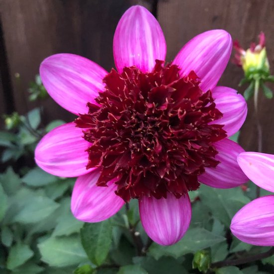 Dahlia Poodle Skirt 3 stuks | bol.com