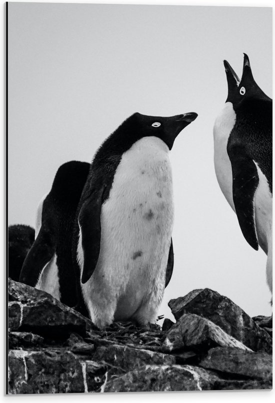 WallClassics - Dibond - Piguïns Lopend op Stenen in het Zwart Wit - 40x60 cm Foto op Aluminium (Met Ophangsysteem)