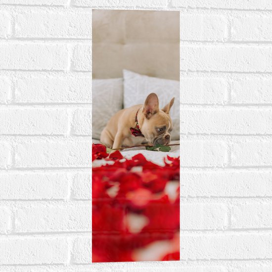 WallClassics - Muursticker - Hondje op Bed met Rode Rozenblaadjes - Franse Buldog - 20x60 cm Foto op Muursticker