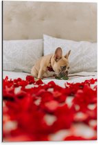 WallClassics - Dibond - Hondje op Bed met Rode Rozenblaadjes - Franse Buldog - 40x60 cm Foto op Aluminium (Wanddecoratie van metaal)