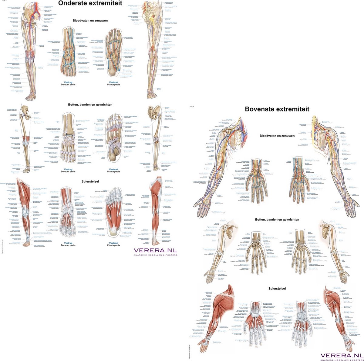 Poster Anatomie méridiens et cinq éléments (NL, EN, DU, FR, laminé
