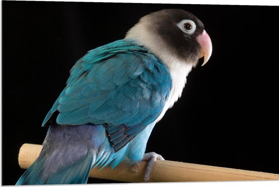 Dibond - Blauw met Wit en Zwart Gekleurde Vogel op Standaard - 90x60 cm Foto op Aluminium (Met Ophangsysteem)
