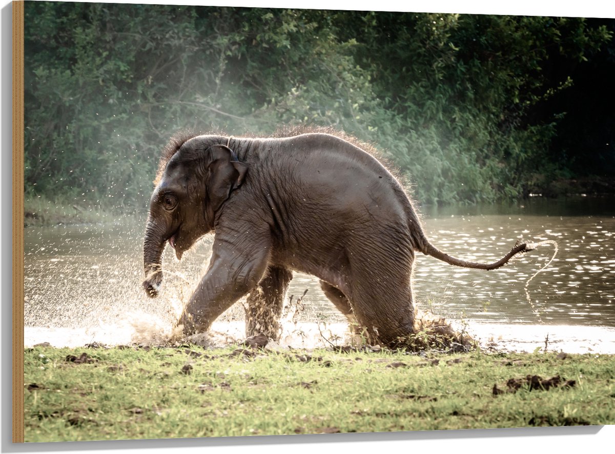 Hout - Baby Olifant Spelend in Meer in Regenwoud - 100x75 cm - 9 mm dik - Foto op Hout (Met Ophangsysteem)
