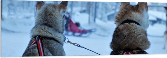 WallClassics - PVC Schuimplaat- Honden in de Sneeuw - 150x50 cm Foto op PVC Schuimplaat
