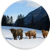 PVC Schuimplaat Muurcirkel - Drie Schotse Hooglanders in Sneeuw Landschap bij Bergen - 30x30 cm Foto op Muurcirkel (met ophangsysteem)