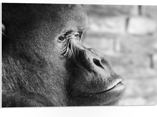 WallClassics - PVC Schuimplaat- Opzijkijkende Gorilla in het Zwart-wit - 75x50 cm Foto op PVC Schuimplaat