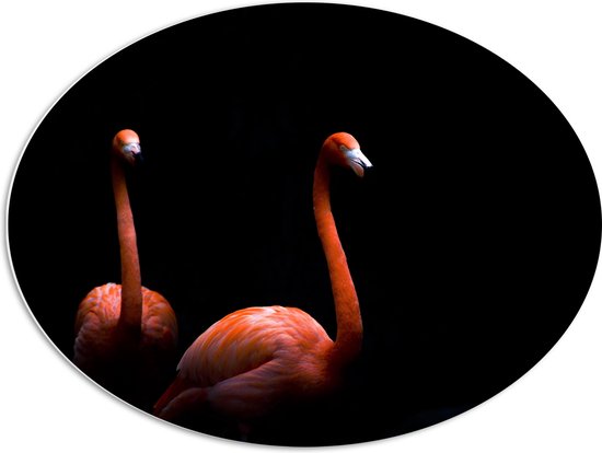WallClassics - PVC Schuimplaat Ovaal - Twee Flamingo's tegen Zwarte Achtergrond - 80x60 cm Foto op Ovaal (Met Ophangsysteem)