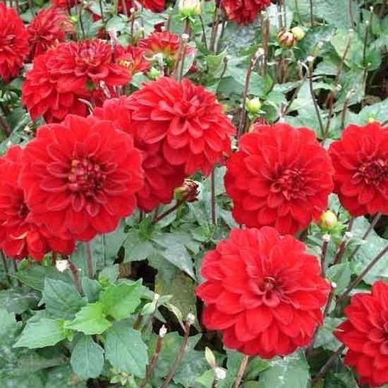 Dahlia Gallery Singer 3 stuks | bol.com