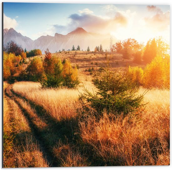 Dibond - Felle Zon over Landschap met Oranje Bomen en Droge Grassen - 50x50 cm Foto op Aluminium (Met Ophangsysteem)