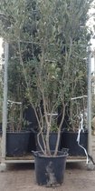 Steeneik | Quercus Ilex | meerstammig | Hoogte: 200-220 cm