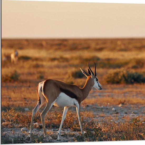 Dibond - Achterkant van Antilope in Landschap, Afrika - 80x80 cm Foto op Aluminium (Wanddecoratie van metaal)