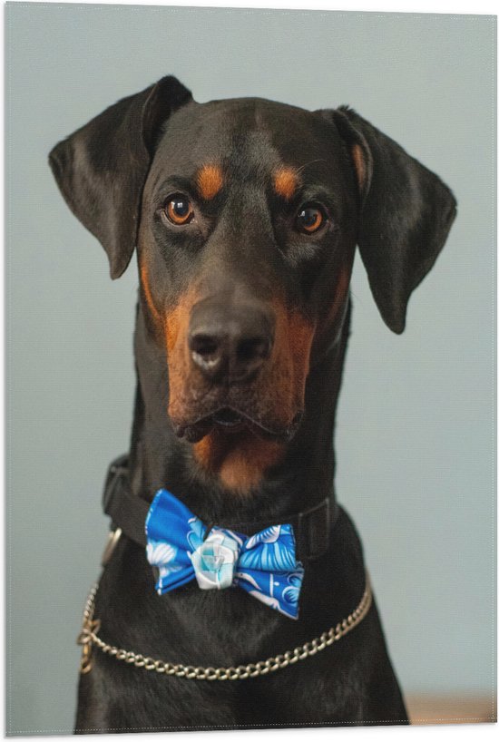 WallClassics - Vlag - Hond met Blauwe Strik - 50x75 cm Foto op Polyester Vlag