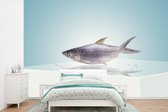 Behang - Fotobehang Een glimmende zeebaars - Breedte 420 cm x hoogte 280 cm