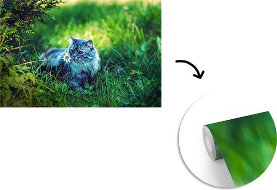 Papier peint Papier peint photo en vinyle - Chat gris largeur 330 cm x hauteur 220 cm - Tirage photo sur papier peint (disponible en 7 tailles)