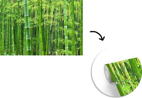 Papier peint - Papiers Papier peint photo - Forêt de bambous - Largeur 390 cm x Hauteur 260 cm