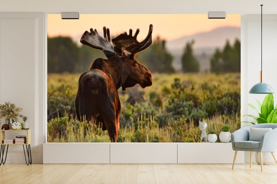 Papier peint photo peint vinyle - Elk in Wyoming largeur 330 cm x hauteur 220 cm - Tirage photo sur papier peint (disponible en 7 tailles)