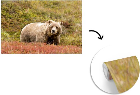 Papier peint photo peint vinyle - Grizzly bear dans un parc national largeur 420 cm x hauteur 280 cm - Tirage photo sur papier peint (disponible en 7 tailles)