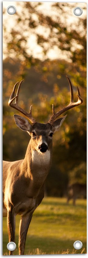 WallClassics - Tuinposter – Bruin Hert in de Zon - 20x60 cm Foto op Tuinposter (wanddecoratie voor buiten en binnen)