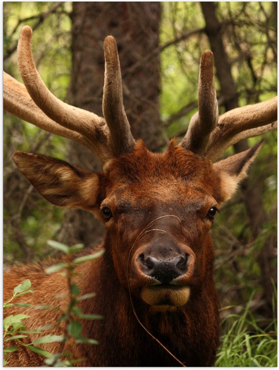 WallClassics - Poster Glossy - Cerf Brun dans les Forêts - 30x40 cm Photo sur Papier Poster avec Finition Brillante