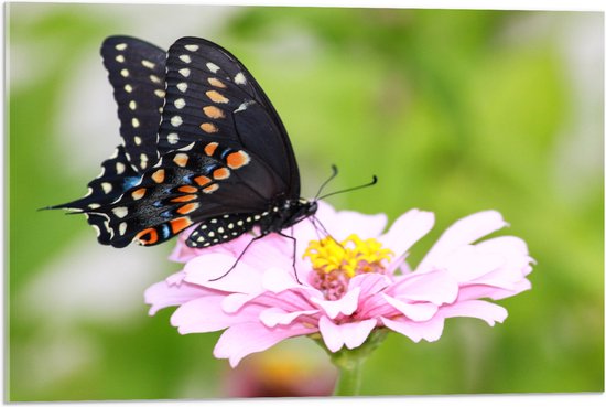 Acrylglas - Zwart met Oranje Papilio Vlinder op Lichtroze Bloem - 75x50 cm Foto op Acrylglas (Met Ophangsysteem)