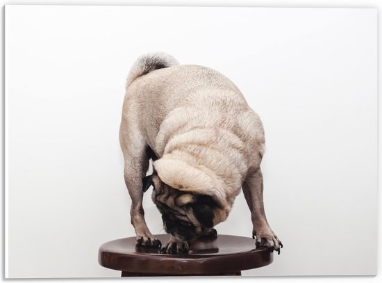 WallClassics - PVC Schuimplaat- Bruin Hondje op een Kruk - Mopshond - 40x30 cm Foto op PVC Schuimplaat