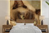 Behang - Fotobehang Bruin gekleurde Burmese kat - Breedte 220 cm x hoogte 220 cm
