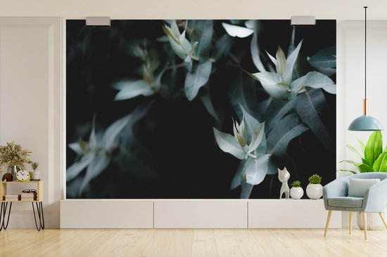 Papier peint Papier peint photo en vinyle - Branches d'eucalyptus sur fond sombre largeur 330 cm x hauteur 220 cm - Tirage photo sur papier peint (disponible en 7 tailles)