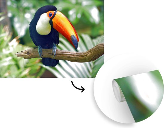 Papier peint Papier peint photo en vinyle - Toucan dans un zoo de New York largeur 330 cm x hauteur 240 cm - Tirage photo sur papier peint (disponible en 7 tailles)
