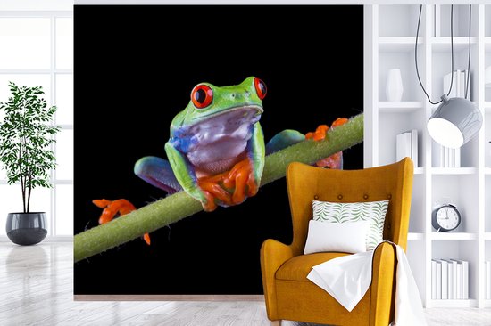 Papier peint photo vinyle - Portrait d'une grenouille sur fond noir largeur 240 cm x hauteur 240 cm - Tirage photo sur papier peint (disponible en 7 tailles)