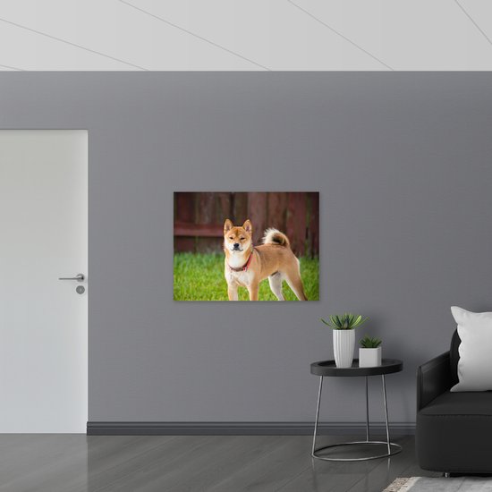 WallClassics - Poster Glanzend – Bruin Hond met Rode Halsband in het Gras - 100x75 cm Foto op Posterpapier met Glanzende Afwerking