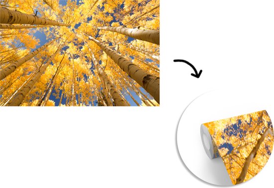 Papier peint - Papier peint Papier peint photo Bouleaux aux feuilles jaunes en perspective de grenouille - Largeur 330 cm x hauteur 220 cm