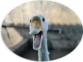 WallClassics - Plaque Ovale en Mousse PVC - Happy Goose - 40x30 cm Photo sur Ovale (Avec Système d'accrochage)