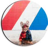 WallClassics - Dibond Muurcirkel - Blije Hond met Trui en Kleurrijke Achtergrond - 20x20 cm Foto op Aluminium Muurcirkel (met ophangsysteem)