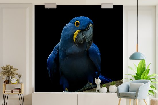 A ara hyacinthe sur une souche contre une fotobehang d'arrière - plan noir