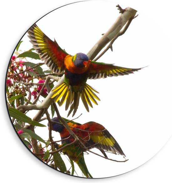 Dibond Muurcirkel - Tropische Vogels op Roze Bloementak - 40x40 cm Foto op Aluminium Muurcirkel (met ophangsysteem)