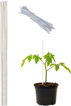 Relaxdays plantenstok bamboe - bamboestok - 50 stuks - 90 cm - tomaten plantensteun - wit