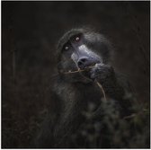 Poster Glanzend – Etende Mandril Aap - 100x100 cm Foto op Posterpapier met Glanzende Afwerking