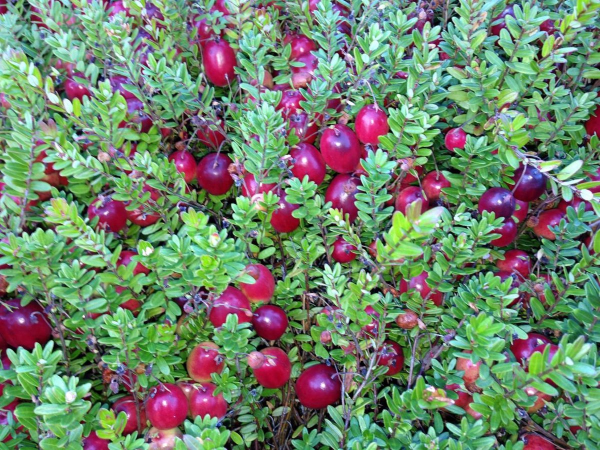 Canneberge, cranberry : culture, entretien, récolte